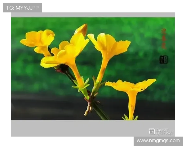 《迎春花》:一曲动人时代的温暖赞歌,点亮平凡生活中的不凡光芒 《迎春花》:一曲动人时代的温暖赞歌,点亮平凡生活中的不凡光芒